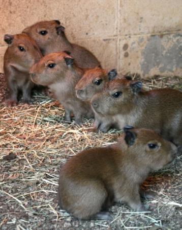 みんな一緒に驚くよ 六つ子のカピバラ誕生 姫路市立動物園 | おでかけ