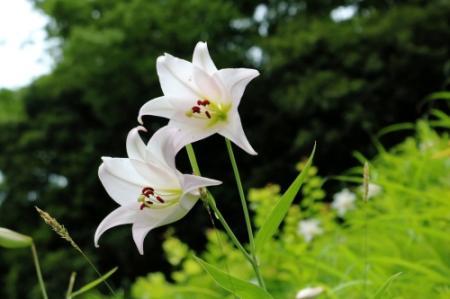 白やピンクの４００株 丹波篠山市花ササユリ見頃 法円寺 おでかけトピック 兵庫おでかけプラス 神戸新聞next