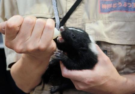 ミルク飲むかわいい姿見に来て シマスカンクの赤ちゃん公開 おでかけトピック 兵庫おでかけプラス 神戸新聞next