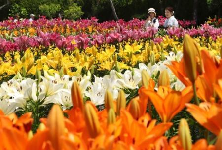 10万本のユリ見頃 丹波篠山で鮮やかに おでかけトピック 兵庫おでかけプラス 神戸新聞next 10万本のユリ見頃 丹波篠山で鮮やかに おでかけトピック 兵庫おでかけプラス 神戸新聞next