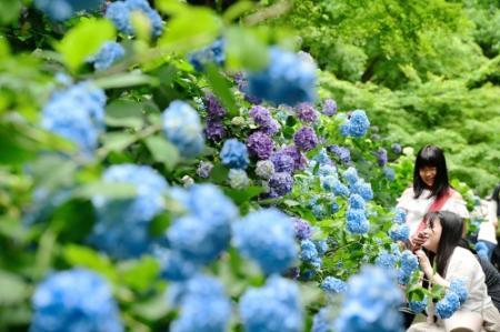 ハート形のアジサイも 350種5万株見頃 森林植物園 おでかけトピック 兵庫おでかけプラス 神戸新聞next ハート形のアジサイも 350種5万株見頃 森林植物園 おでかけトピック 兵庫おでかけプラス 神戸新聞next