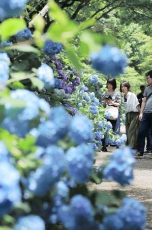 ハート形のアジサイも 350種5万株見頃 森林植物園 おでかけトピック 兵庫おでかけプラス 神戸新聞next ハート形のアジサイも 350種5万株見頃 森林植物園 おでかけトピック 兵庫おでかけプラス 神戸新聞next