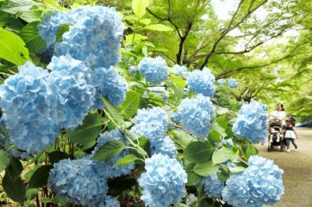 ハート形のアジサイも 350種5万株見頃 森林植物園 おでかけトピック 兵庫おでかけプラス 神戸新聞next ハート形のアジサイも 350種5万株見頃 森林植物園 おでかけトピック 兵庫おでかけプラス 神戸新聞next