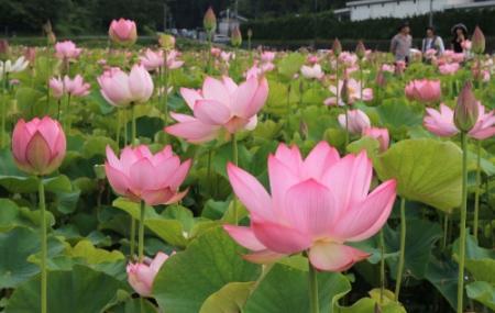 清らかな大輪 早朝から次々開花 姫路のハス園 おでかけトピック 兵庫おでかけプラス 神戸新聞next