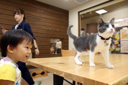 ネコ専用の飼育モデルルーム登場 県動物愛護センター おでかけトピック 兵庫おでかけプラス 神戸新聞next