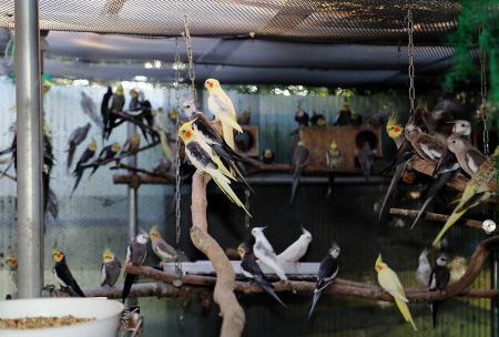 岡田准一 マツコやタモリとも共演 人気の鳥専門ペット店に潜入 おでかけトピック 兵庫おでかけプラス 神戸新聞next