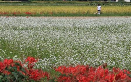 稲穂やヒガンバナと 秋色三重奏 姫路でソバの花見頃 おでかけトピック 兵庫おでかけプラス 神戸新聞next