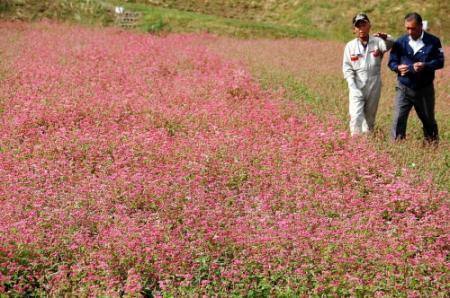 一面 ピンク色 赤そばの花が満開 姫路 香寺 おでかけトピック 兵庫おでかけプラス 神戸新聞next