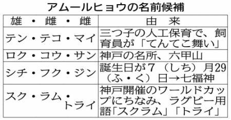 アムールヒョウの三つ子公開 名前候補の投票も 王子動物園 おでかけトピック 兵庫おでかけプラス 神戸新聞next アムールヒョウの三つ子公開 名前候補の投票も 王子動物園 おでかけトピック 兵庫おでかけプラス 神戸新聞next