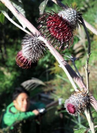 秋の公園彩るユニークな花 絶滅危惧種 ハバヤマボクチ 開花 おでかけトピック 兵庫おでかけプラス 神戸新聞next 秋の公園彩るユニークな花 絶滅危惧種 ハバヤマボクチ 開花 おでかけトピック 兵庫おでかけプラス 神戸新聞next