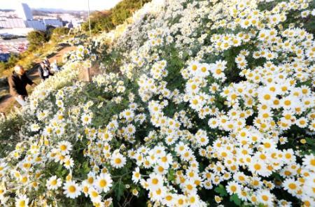 斜面真っ白 兵庫県花ノジギク見頃 須磨 横尾山 おでかけトピック 兵庫おでかけプラス 神戸新聞next