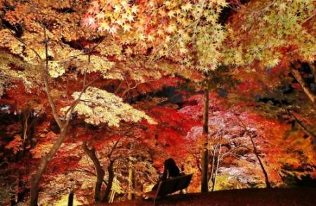 ふるさと創生１億円で整備 最上山公園の紅葉人気 おでかけトピック 兵庫おでかけプラス 神戸新聞next