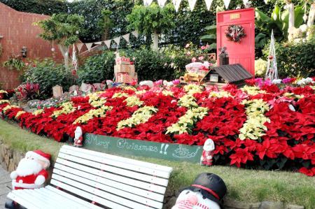 大温室華やか クリスマス花壇が登場 南あわじ おでかけトピック 兵庫おでかけプラス 神戸新聞next