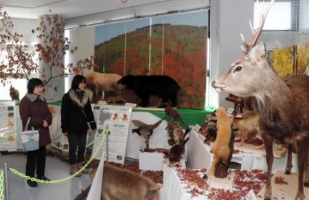 丹波の野生動物を紹介 剥製18体展示 13日まで おでかけトピック 兵庫おでかけプラス 神戸新聞next 丹波の野生動物を紹介 剥製18体展示 13日まで おでかけトピック 兵庫おでかけプラス 神戸新聞next