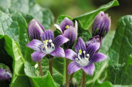 ハリー ポッターにも登場 伝説の植物マンドラゴラ 今年も開花 おでかけトピック 兵庫おでかけプラス 神戸新聞next ハリー ポッターにも登場 伝説の植物マンドラゴラ 今年も開花 おでかけトピック 兵庫おでかけプラス 神戸新聞next