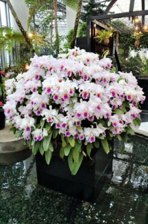 世界各国の多彩なラン２万株 淡路 夢舞台で特別展 おでかけトピック 兵庫おでかけプラス 神戸新聞next