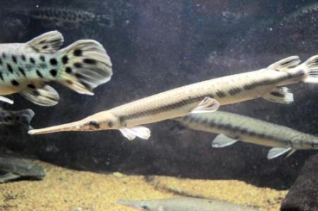 愛称は“じい”世界最高齢のロングノーズガー43歳に 須磨海浜水族園