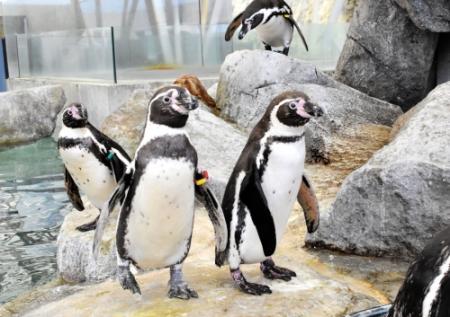 休館中の魚や動物たちをライブ中継 城崎マリンワールド おでかけトピック 兵庫おでかけプラス 神戸新聞next