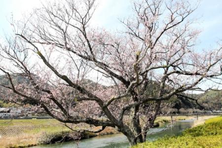 郷瀬の 地蔵一本桜 開花 例年より２週間早く 西脇 おでかけトピック 兵庫おでかけプラス 神戸新聞next
