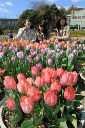 早咲きチューリップ３４００本登場 ハート形の花壇も 加西 おでかけトピック 兵庫おでかけプラス 神戸新聞next
