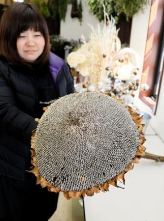 目指すはギネス記録 ジャンボひまわり選手権開催へ おでかけトピック 兵庫おでかけプラス 神戸新聞next