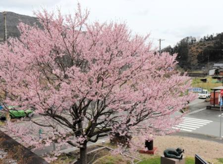 個性的な 子桜 満開 樽見の大桜 周辺で見頃 養父 おでかけトピック 兵庫おでかけプラス 神戸新聞next