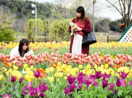 色鮮やかなチューリップ見頃 県立フラワーセンター おでかけトピック 兵庫おでかけプラス 神戸新聞next