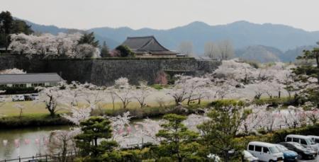 ネットで花見しませんか 丹波地域で見頃の桜紹介 おでかけトピック 兵庫おでかけプラス 神戸新聞next