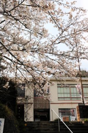 ネットで花見しませんか 丹波地域で見頃の桜紹介 おでかけトピック 兵庫おでかけプラス 神戸新聞next