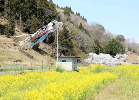 ふわり風まとい 棚田の上空泳ぐこいのぼり 佐用 おでかけトピック 兵庫おでかけプラス 神戸新聞next