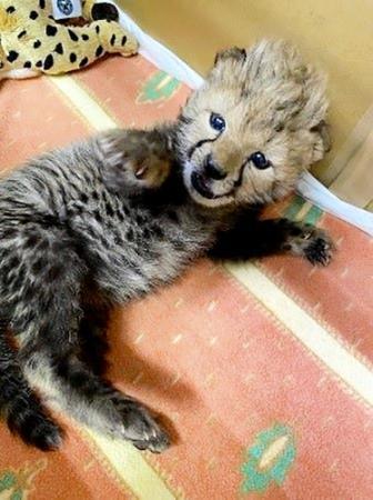 自粛疲れ 動物の愛らしい姿で和らげて 姫センが特設サイト おでかけトピック 兵庫おでかけプラス 神戸新聞next