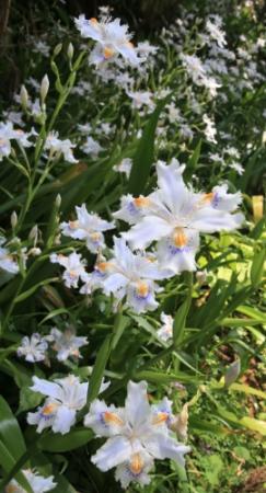 姫路 雪彦山の麓でシャガ開花 白い花に紫と黄の繊細な模様 おでかけトピック 兵庫おでかけプラス 神戸新聞next 姫路 雪彦山の麓でシャガ開花 白い花に紫と黄の繊細な模様 おでかけトピック 兵庫おでかけプラス 神戸新聞next