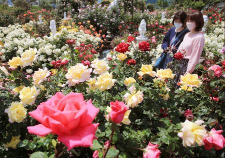 華麗な世界 お待たせ 姫路ばら園 １週間遅れで開園 おでかけトピック 兵庫おでかけプラス 神戸新聞next