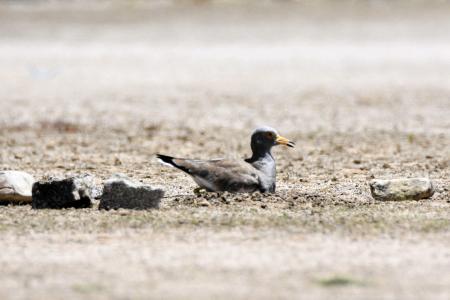 コロナの影響 グラウンド中央に鳥の巣 利用者 当てたらあかんで おでかけトピック 兵庫おでかけプラス 神戸新聞next