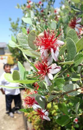 情熱の赤ぎっしり フェイジョアの花 公民館で見頃 小野 おでかけトピック 兵庫おでかけプラス 神戸新聞next