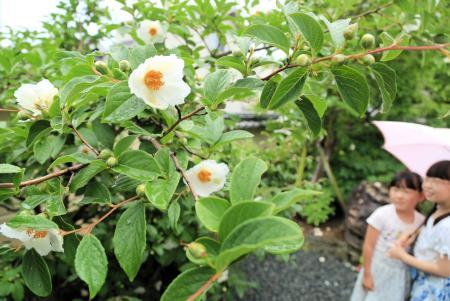 梅雨にさわやか 沙羅の花 見頃 釈迦涅槃図も展示 明石 おでかけトピック 兵庫おでかけプラス 神戸新聞next