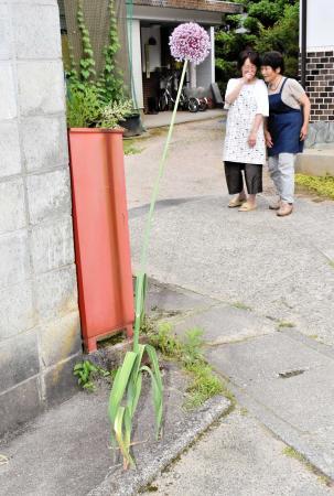 路上に巨大ニンニクひょろり アスファルトの割れ目から おでかけトピック 兵庫おでかけプラス 神戸新聞next