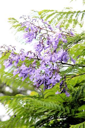 世界三大花木のジャカランダ開花 姫路の植物園 おでかけトピック 兵庫おでかけプラス 神戸新聞next