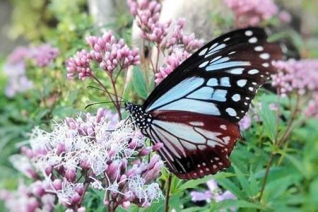 アサギマダラ飛んでこい サワフジバカマ植える 三木 伽耶院 おでかけトピック 兵庫おでかけプラス 神戸新聞next