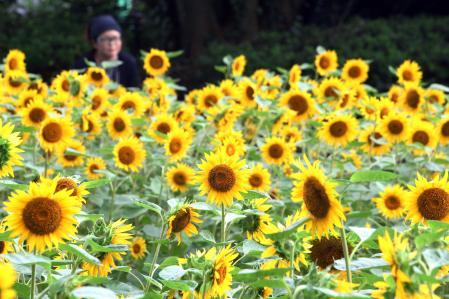 咲き誇る黄色の大輪 農業公園のヒマワリ満開 尼崎 おでかけトピック 兵庫おでかけプラス 神戸新聞next 咲き誇る黄色の大輪 農業公園のヒマワリ満開 尼崎 おでかけトピック 兵庫おでかけプラス 神戸新聞next