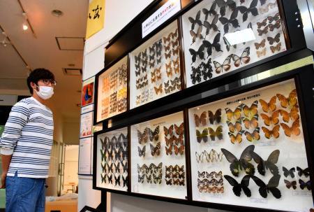 蝶の標本 6匹セット ※値下げ 六甲山のチョウずらり 山上の施設に81種の標本展示 | おでかけ