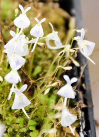 食虫植物　4種種7株 chanet_350668