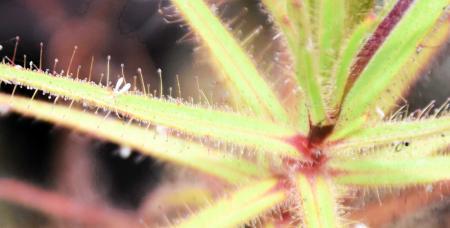 食虫植物100種類1200株 加西のフラワーセンターで特別展