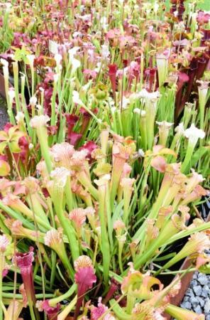 食虫植物100種類1200株 加西のフラワーセンターで特別展