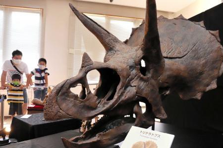 植物食恐竜「角竜」迫力の化石 ちーたんの館で特別展 | おでかけ 植物食恐竜「角竜」迫力の化石 ちーたんの館で特別展 | おでかけ