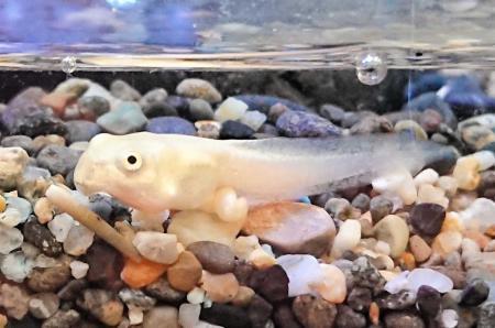 うっとり美白なオタマジャクシ 須磨水族園で展示 おでかけトピック 兵庫おでかけプラス 神戸新聞next