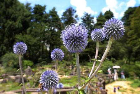 涼しげ青紫の手まり ヒゴタイの花見頃 神戸 六甲高山植物園 おでかけトピック 兵庫おでかけプラス 神戸新聞next