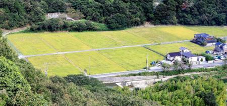 コロナ終息願い菜の花畑に 文字揮毫 地域団体が企画し円教寺の住職が原書 おでかけトピック 兵庫おでかけプラス 神戸新聞next