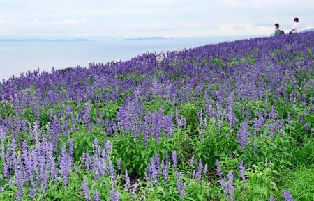 涼しげ青く染まる丘 ブルーサルビア一面満開 あわじ花さじき おでかけトピック 兵庫おでかけプラス 神戸新聞next