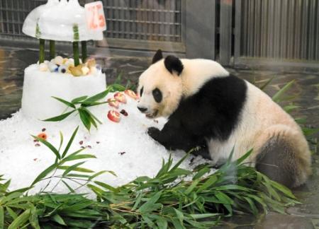 神戸で最後の誕生日 25歳タンタンに特製ケーキ おでかけトピック 兵庫おでかけプラス 神戸新聞next 神戸で最後の誕生日 25歳タンタンに特製ケーキ おでかけトピック 兵庫おでかけプラス 神戸新聞next